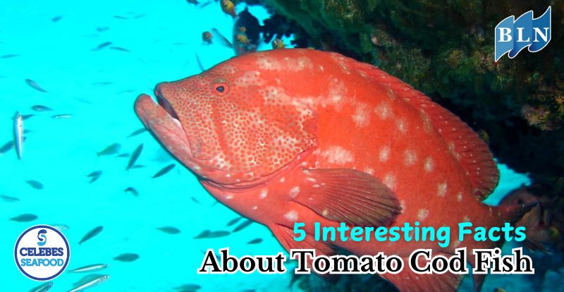5 Interesting Facts About Tomato Cod Fish, the Charming Reef Fish